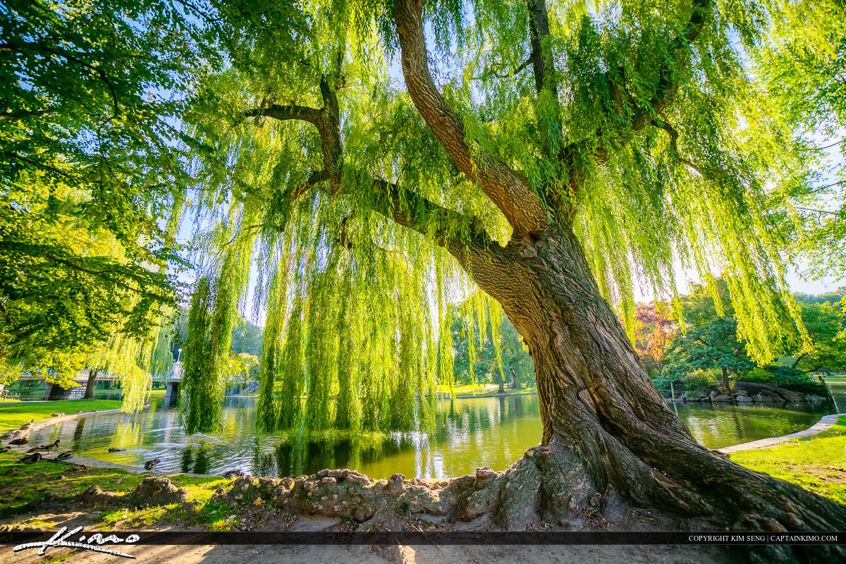 Two exposure HDR iamge tone mapped using Photomatix Pro. Photo taken at Boston Public Garden with a large Wispering Willow Tree in the downtown park.
